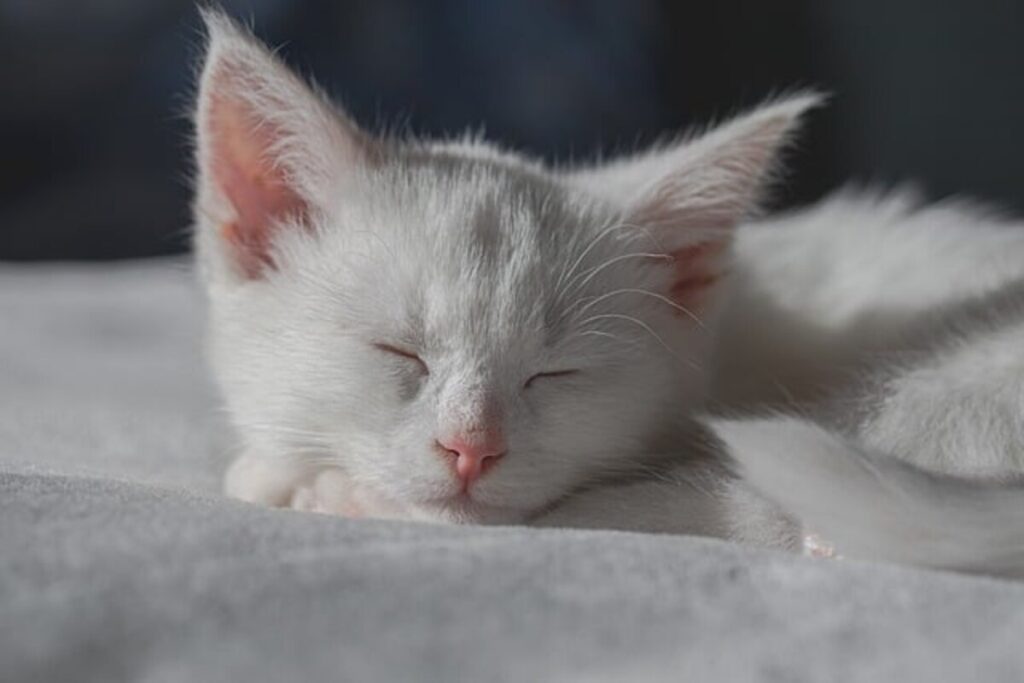 Cats